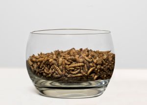 Insect larvae - Entosystem